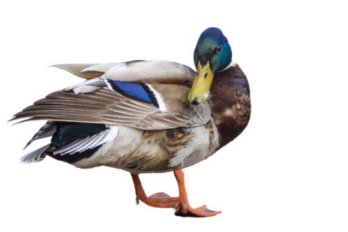 blank homeschool duck notebooking pages