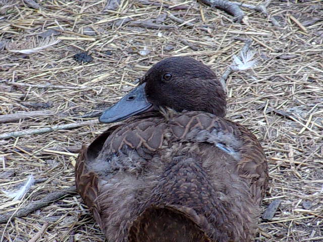 Something about ducks, Khaki Campbells, White Layers, and Mallards