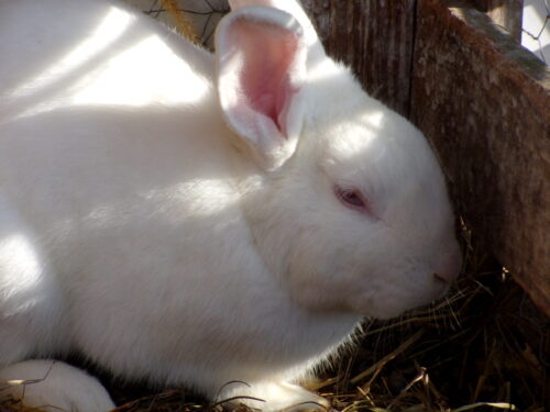 New Zealand White rabbit