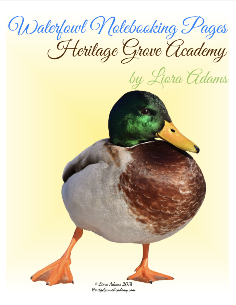 Waterfowl Notebooking Pages – Ducks, Geese, and Swans