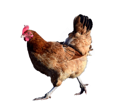 Heritage Breed Chicken cursive handwriting copywork for homeschool